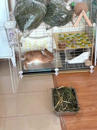别给孩子热中暑了#宠物兔 #毛孩子 #兔子🐰 #养兔人