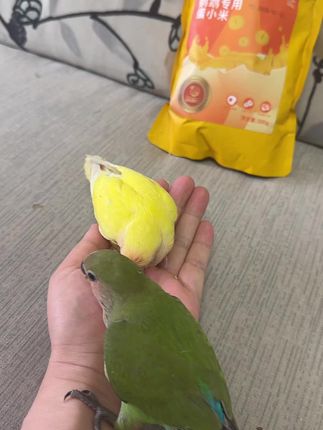 小牡丹学吃了,长的真快呀!绿桃抢食厉害,长的肥嘟嘟😄。黄桃瘦小,要多吃点呀!😎#鹦鹉蛋小米#鹦鹉粮食推荐 #牡丹鹦鹉#黄桃鹦鹉#绿桃鹦鹉手养