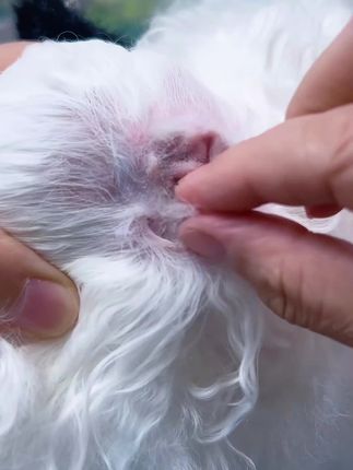 【平替好物】宠物拔耳毛狗狗猫咪专用日常清洁耳部耳道狗狗洗耳液#宠物清洁 #宠物耳朵清洁 #宠物知识#宠物用品 #宠物用品推荐
