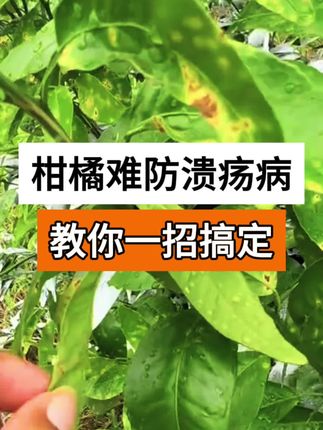 柑橘难防溃疡病,教你一招搞定 #柑橘 #柑橘种植技术 #柑橘溃疡病防治 #溃疡病 #抖音助农