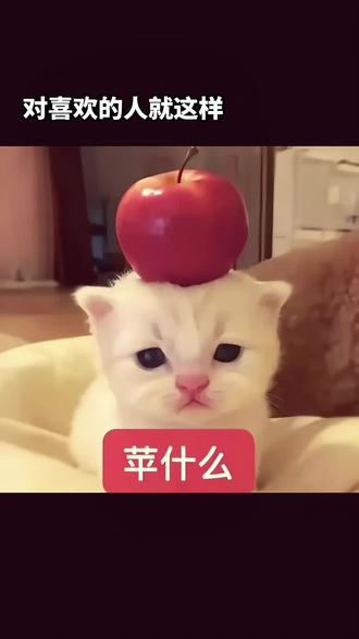 对喜欢的人我就这样#小猫表情包