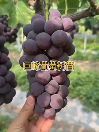 巨峰葡萄树苗南北方种植耐寒庭院爬藤特大号盆栽嫁接无籽#巨峰葡萄#葡萄#果树种植 #优质种苗#葡萄树苗 巨峰葡萄树苗是个充满野心的小家伙。它的藤蔓会不断伸展,寻找可以攀附的地方,努力向上爬,去追逐更多的阳光。每一片新叶展开,都是一次对未来的宣誓——它要结出一串串饱满的紫葡萄,把甘甜带给世界。 到了盛夏,藤蔓间会开出小小的白花,虽然不起眼,却散发着淡淡的清香。等到秋天,这些花朵就会变成沉甸甸的果实,像一串串紫色的珍珠,在阳光下闪着诱人的光。 种下一株巨峰葡萄树苗,就像在庭院里埋下了一个甜蜜的秘密。你看着它一天天长大,从纤细到粗壮,从稚嫩到丰盈,直到有一天,你伸手摘下一颗晶莹的葡萄,咬下去——那一瞬间,你会明白,所有的等待和守护,都化作了唇齿间的甜