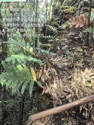 骨碎补#药用植物 #中草药 #草本植物 #野生药材