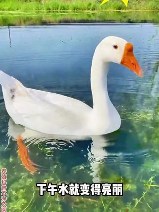 粪硫菌来了 鱼耀 粪硫菌 一袋5亩直接干撒,分解黑臭底泥,净化水质,降解氨氮亚盐硫化氢等有害物质