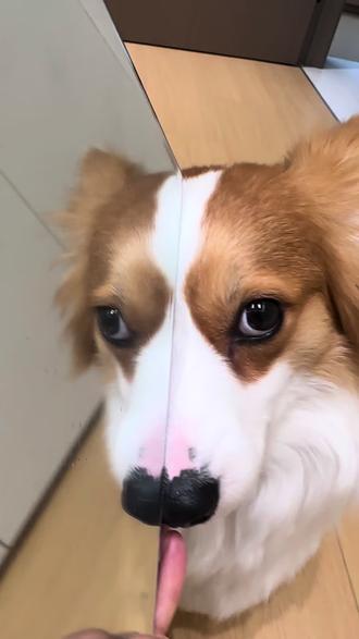 姐姐平时都画这么浓的妆吗#柯基#傻狗的日常 #迷惑行为