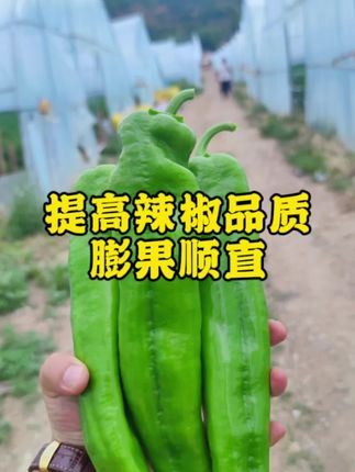 #辣椒 #膨果