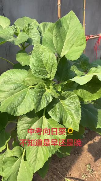 热爱漫无边际,生活自有分寸。 #记录我的种植过程