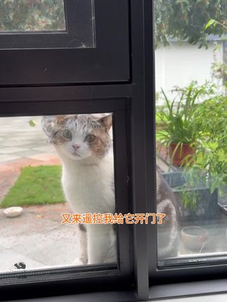 聪明的猫咪眼里,也懂得人情世故。