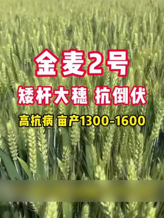 #金麦2号#高产抗病小麦种子#双赢种子#抖音助农