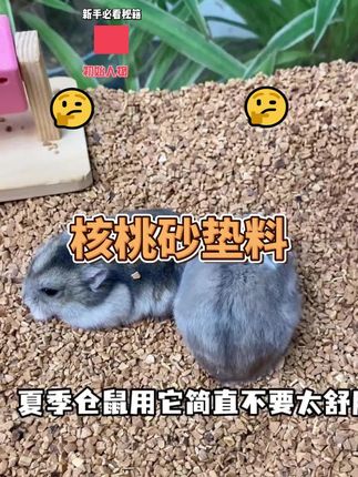 夏天就铺核桃砂,不臭还凉快#仓鼠垫料#核桃砂垫料