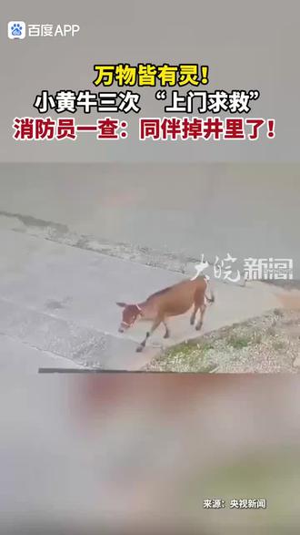 聪明的小黄牛🥰早上好🌹