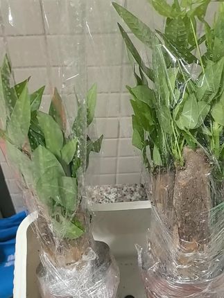 物流包装:保护的很好,没有伤害 新鲜度:鲜活 搭配效果:花盆好#我在抖音买买买