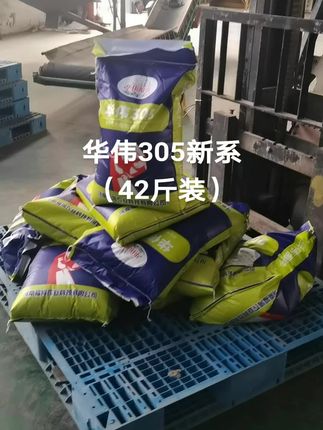 华伟305#高产小麦