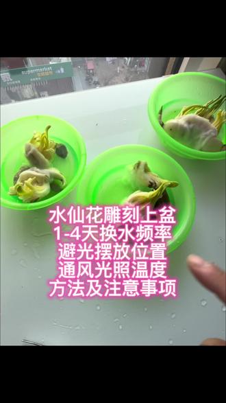 #真实生活分享计划 #水仙花 雕刻后上盆养护各种注意事项,#凌波仙子 #种花小达人 #养花小知识 欢迎漳州、崇明、平潭的水仙花培育老师指点!我的养护心得分享坐标适用于北京。