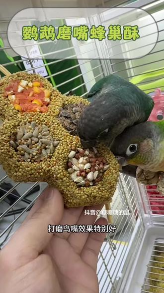 给鹦鹉选磨嘴棒就要选硬度合适的有营养的!这样才能帮助打磨不停生长的鸟喙#新手养鹦鹉 #鹦鹉饲养知识 #养鹦鹉的日常 #鹦鹉磨嘴