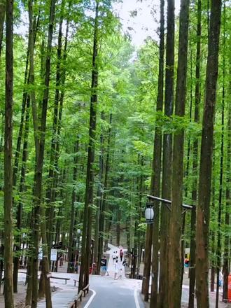 这里不是云南,这里是重庆山王坪 #重庆旅游攻略 #重庆游玩推荐 #重庆度假 #重庆打卡 #山王坪