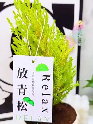 给好朋友送一盆“放青松”!希望她天天开心没有压力轻松又自在#放青松 无压力放轻松!快艾特你的好朋友我送你一盆吧!