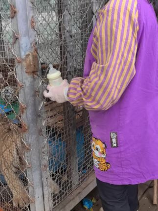 东北虎幼崽,出来喝奶了!#东北虎 #濮阳市中心动物园