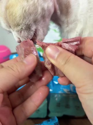 鸭肉零食,猫猫狗狗都爱吃 #宠物食粮 #零食对我下手了 #宠物零食