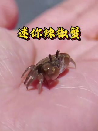 鱼缸“清洁工”来了!迷你辣椒蟹,小身材大趣味 别再让鱼缸底藏污纳垢!迷你辣椒蟹,自带“清洁Buff”的小可爱,比硬币还小的体型,却能帮你吃掉残饵、清理藻类,省心又省力。 红棕蟹壳缀着浅色纹路,举着两只小螯爬来爬去,像在鱼缸里上演“微型探险记”,连造景石缝都能钻进去,一举一动都萌到心化。 水陆两栖超好养,不用额外费心照顾,无论是搭配孔雀鱼还是单独造景,都能成为鱼缸里的“活景观”,养它,解锁养鱼新乐趣!#迷你辣椒蟹#蟹 #养鱼日记 #鱼缸里的大自然 #上热门🔥