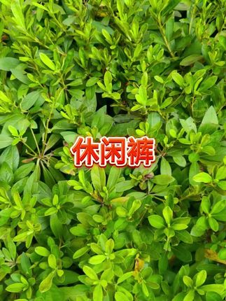 #休闲裤 #休闲裤 #休闲裤推荐