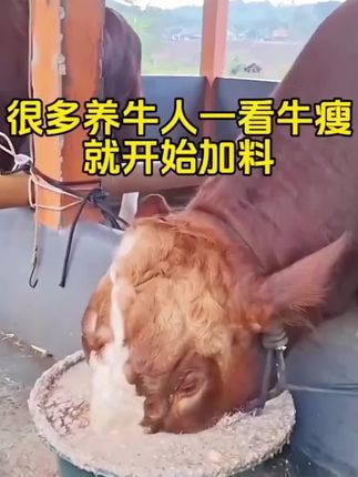 #养牛 #养牛人 #养牛技术 #农村养牛 #西门塔尔
