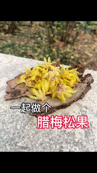 君子故乡来,应知故乡事。
来日绮窗前,寒梅著花未?
#唐诗 #腊梅 #精细动作
#审美 #自然美育