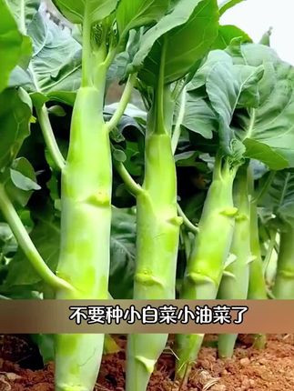 #蔬菜种子 #在家种菜 #鸡腿芥兰 #鸡腿芥兰种子 #种菜