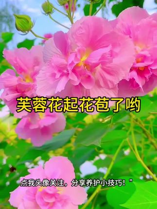 您见过一棵树一天变三种颜色的吗?它就是咋们的国树,芙蓉花。目前部份已有花苞,喜欢的花友可以下手了哟!#芙蓉花苗#带花包的芙蓉花#家庭种植 #三色变芙蓉花#种植小技巧