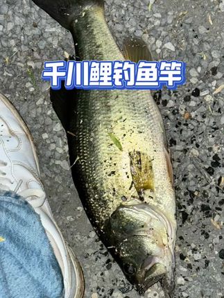千川鲤轻量综合大物竿 #户外钓鱼 #渔具用品 #鱼竿渔具 #钓鱼竿 #高碳鱼竿