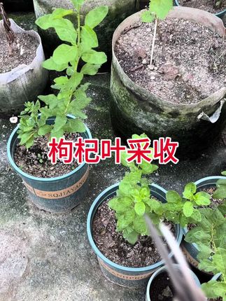 种了1个月的枸杞,迎来采收,用它来煮了一顿瘦肉汤#枸杞 #枸杞叶瘦肉猪肝汤