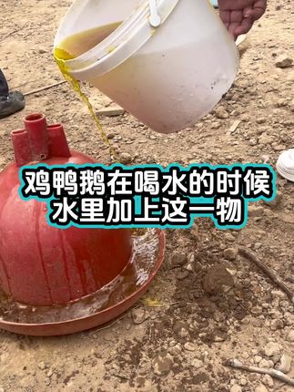 鸡鸭鹅在喝水的时候,水里加上这一物 #鸡鸭鹅养殖#三农#散养土鸡#养鸡人
