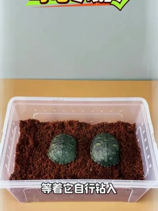 #乌龟冬眠盒#乌龟冬眠套装#乌龟越冬神器#龟龟冬眠 #养龟日常