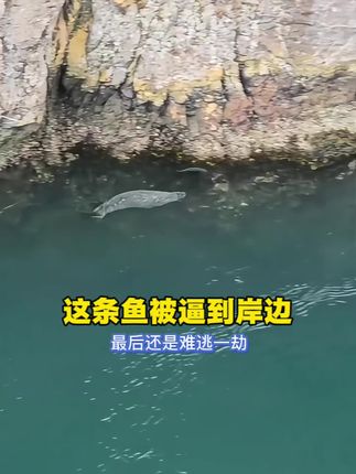 这条鱼被逼到岸边,最后还是难逃一劫 #抓鱼高手#海边实拍#海洋生物