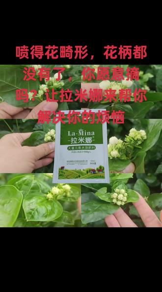 畸形花,用拉米娜搞定它