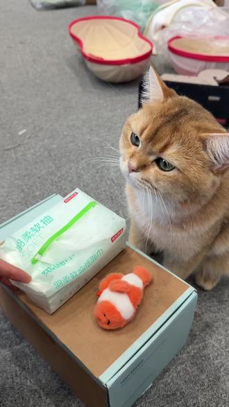 学渣猫是这样教的#萝卜纸巾猫 #我和我的猫