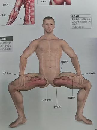 相扑式深蹲,加强臀背部力量和内收肌能力,运动解剖学书籍推荐