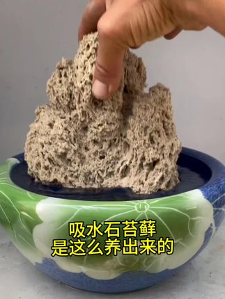 吸水石苔藓是这么养出来的#苔藓微景观#苔藓#微景观#上水石盆景@抖音小助手 @DOU+小助手