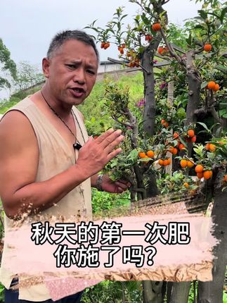 秋天的第一次肥你施了吗? #金弹子盆景 #盆景养护 #秋肥 #金弹子
