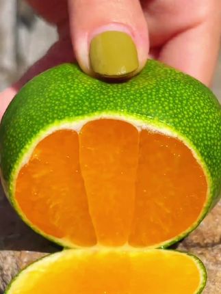 青皮蜜橘#优质农产品 #蜜橘🍊 #应季水果 #酸酸甜甜 #橘子