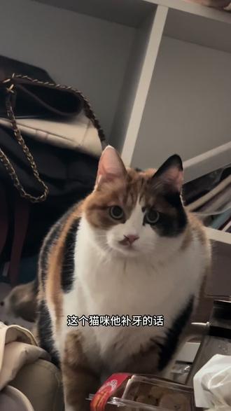 给猫补牙花多少钱#三花猫 #萌宠出道计划 #vlog十亿流量扶持计划