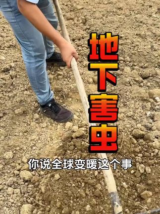 秋播作物,需重点防范取食期变长的的地下害虫。 #新农人计划2025 #来抖音学农技 #乡村守护人 #地下害虫 #地下害虫防治