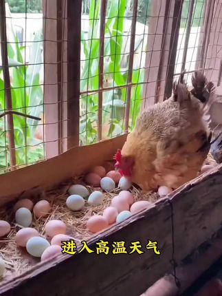 #三农 #养鸡人 #三农养殖 #家禽养殖 #母鸡