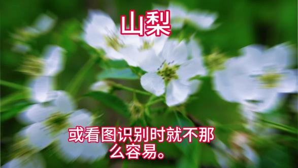 山梨(楸子梨&河北梨)#果品梨的砧木或原始种#植物科普