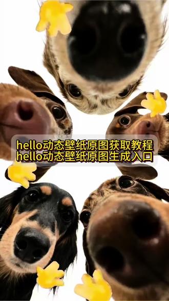 hello表情包怎么自制 #腊肠狗背景图 hello腊肠狗 hello打招呼动作 hello视频素材 新年就用#hello打招呼 #满屏幕的hello的特效 腊肠狗hello表情包 hello打招呼视频怎么做的 #hello动态壁纸 #剪映 新年就用hello打招呼