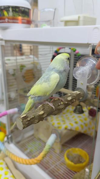 训练鹦鹉技能!#虎皮鹦鹉 #牡丹鹦鹉训练#虎皮鹦鹉转圈