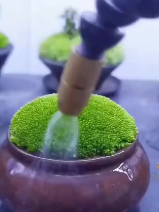 #苔藓孢子粉四季鲜活青苔绿植短绒吸水石种子微景观盆景造假山草籽#好物推荐#好物分享