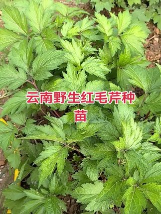 #农家自种 #植物百科 #乡村生活 #三农种植 #一日一植物 云南野生红毛芹种苗