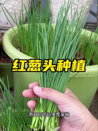 红葱头种植简单,不占空间,花盆就可以栽种,很适合阳台露台,种上一盆能多次采收,生长迅速,葱味浓郁。#红葱头 #火葱头 #阳台种植 #种菜