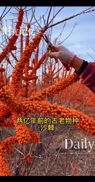 世界上最古老的树种,沙棘…